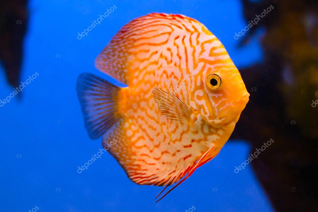 Unduh 92 Background Aquarium Discus HD Terbaik