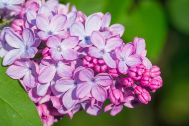 Yeşil yaprakları güzel pembe, mor veya mor Lila çiçek 