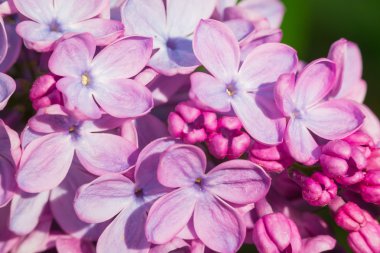 Yeşil yaprakları güzel pembe, mor veya mor Lila çiçek 