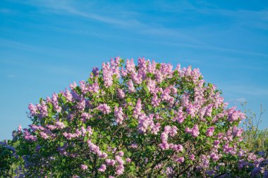 Güzel pembe, mor veya mor Lila çiçek blossom portre 