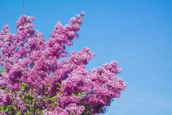 Lindas flores cor de rosa, roxo e violeta lilás closeup flor — Fotografia de Stock