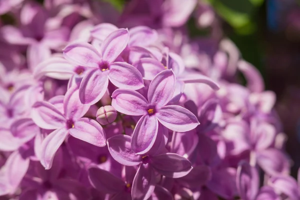 Lindas flores cor de rosa, roxo e violeta lilás em folhas verdes — Fotografia de Stock