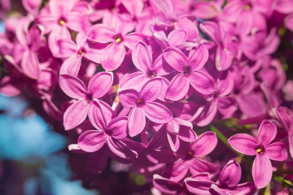 Lindas flores cor de rosa, roxo e violeta lilás em folhas verdes — Fotografia de Stock