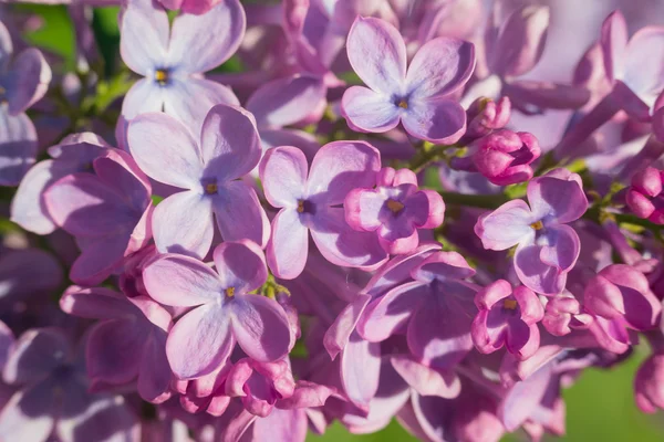 Lindas flores cor de rosa, roxo e violeta lilás em folhas verdes — Fotografia de Stock