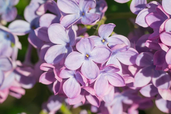Lindas flores cor de rosa, roxo e violeta lilás em folhas verdes — Fotografia de Stock