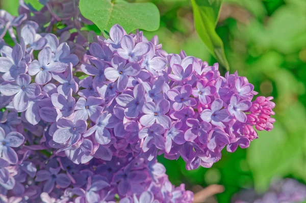 Lindas flores cor de rosa, roxo e violeta lilás em folhas verdes — Fotografia de Stock