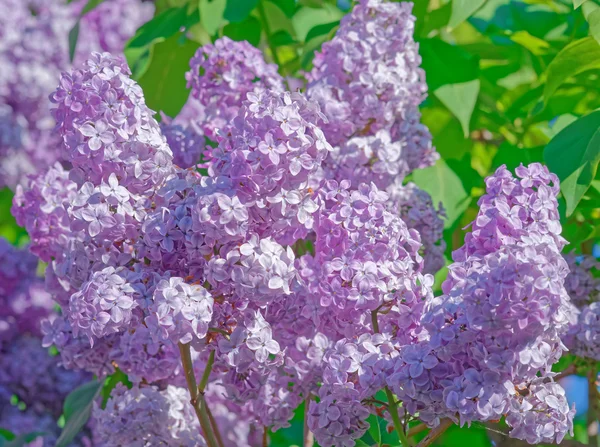 Lindas flores cor de rosa, roxo e violeta lilás em folhas verdes — Fotografia de Stock