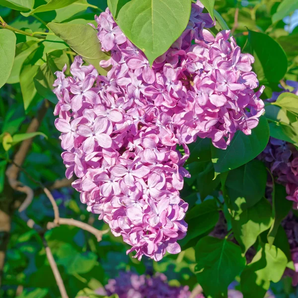 Lindas flores cor de rosa, roxo e violeta lilás em folhas verdes — Fotografia de Stock