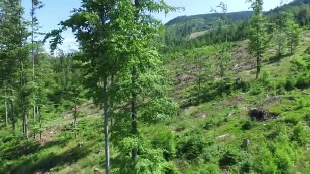 Czech landscape forest — Stock Video