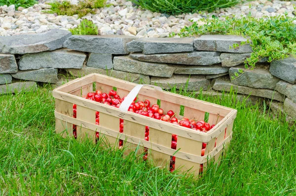 Organic cherries from bio garden — Stock Photo, Image