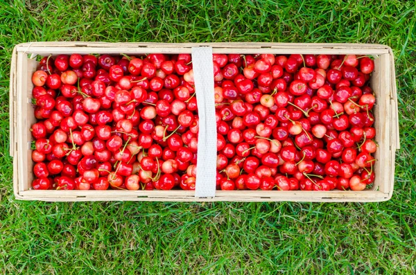 Cerises bio de jardin bio — Photo