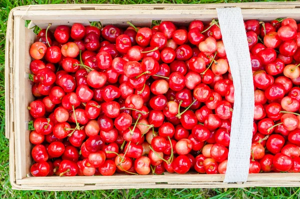 Cerises bio de jardin bio — Photo