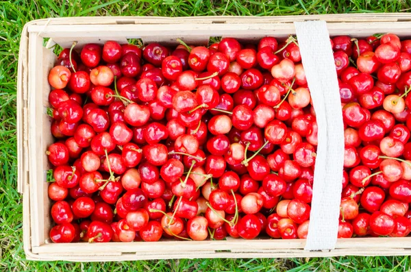 Organic cherries from bio garden — Stock Photo, Image