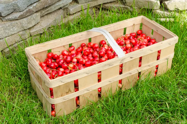 Ekologisk körsbär från bio trädgård — Stockfoto