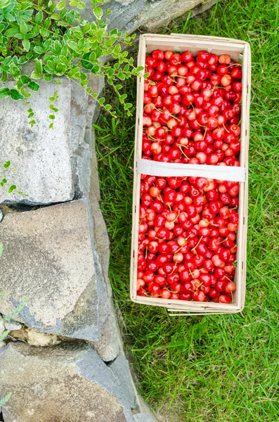 Ekologisk körsbär från bio trädgård — Stockfoto