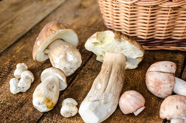Collecting mushrooms — Stock Photo, Image