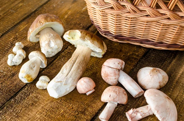 Collecting mushrooms — Stock Photo, Image