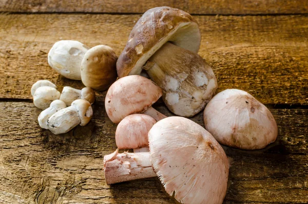 Collecting mushrooms — Stock Photo, Image