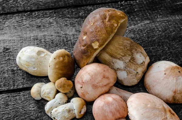 Collecting mushrooms — Stock Photo, Image