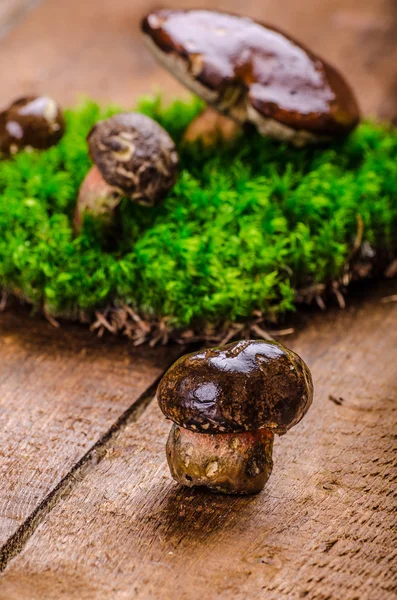 I funghi appena raccolti da foresta — Foto Stock