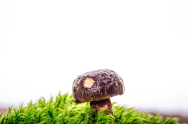 Je viens de cueillir des champignons dans la forêt — Photo