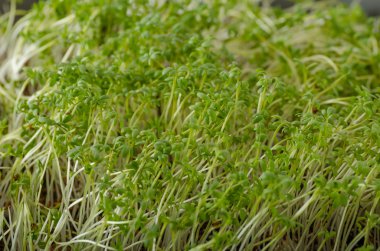 Eve microgreens, su teresi, su teresi ile hiç chemicalsscrambled yumurta büyüdü, Fransız tost