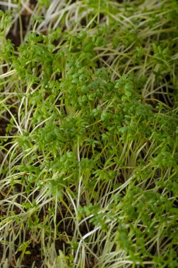 Eve microgreens, su teresi, su teresi ile hiç chemicalsscrambled yumurta büyüdü, Fransız tost