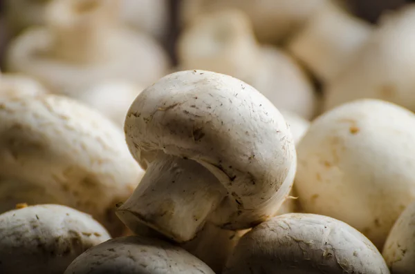 Funghi crudi coltivati in casa — Foto Stock