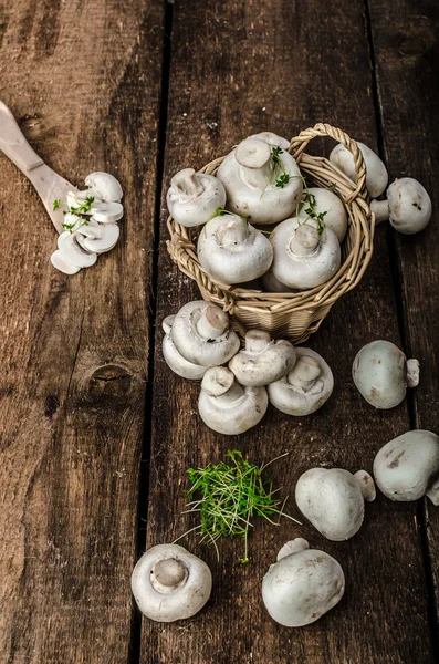 Mushrooms raw,  fresh and bio — Stock Photo, Image