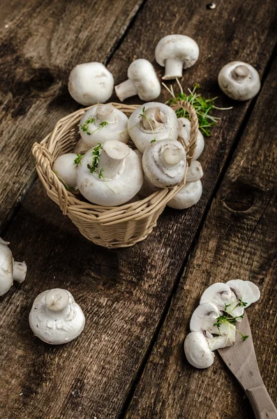 Mushrooms raw,  fresh and bio — Stock Photo, Image