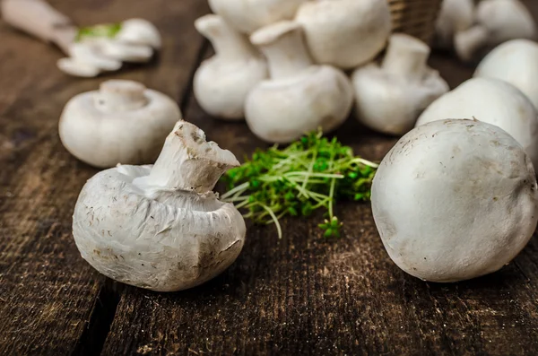 Funghi crudi, freschi e bio — Foto Stock