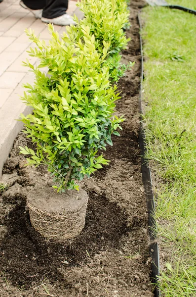 Planten in het voorjaar — Stockfoto