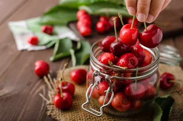 Cerezas recién recogidas —  Fotos de Stock