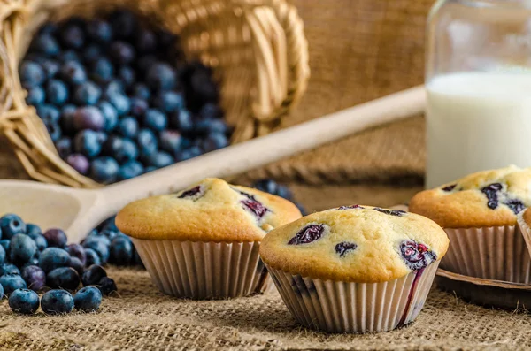 Bosbessenmuffins — Stockfoto