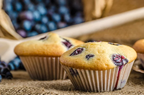 Blueberry muffins — Stock Photo, Image