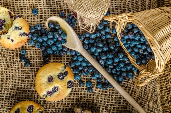 Blåbärsmuffins — Stockfoto