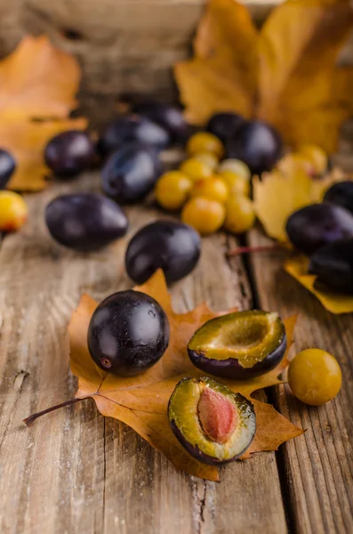 Prunes fraîchement cueillies et lavées — Photo