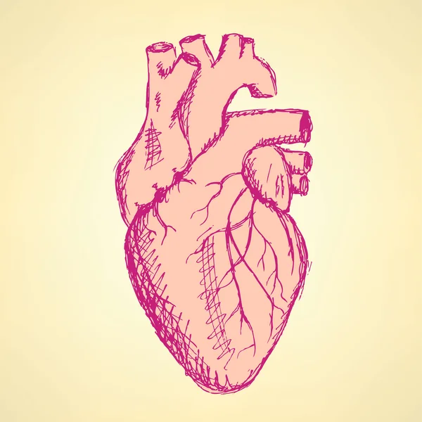 复古风格素描人体心脏 — 图库矢量图片