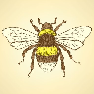 Vintage tarzı kroki bumble bee
