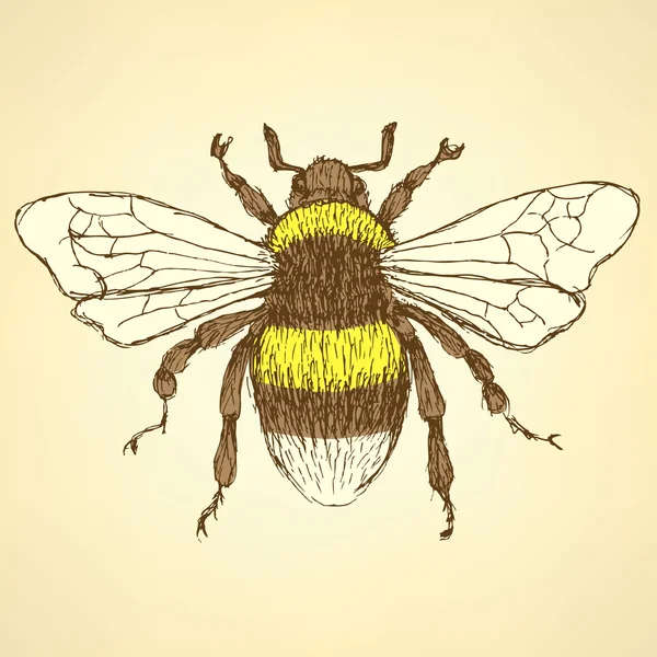 Honey Bee Scientific Drawing