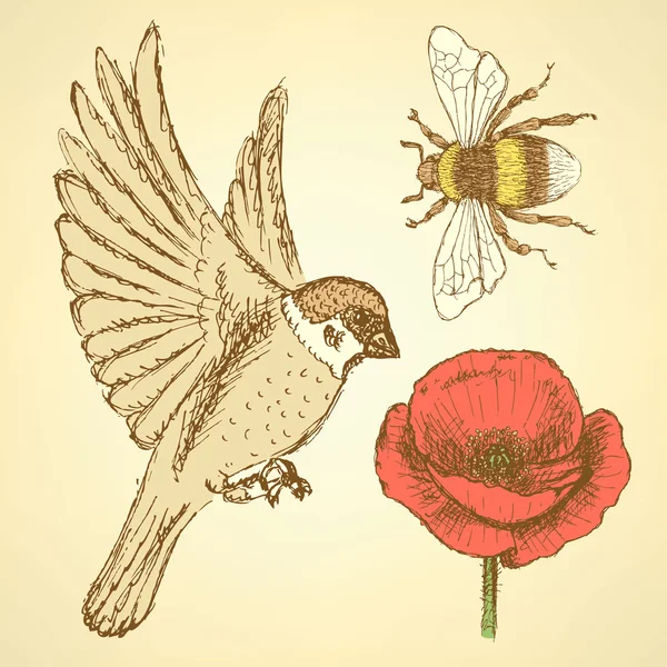 Boceto amapola, abeja y gorrión en estilo vintage — Archivo Imágenes Vectoriales