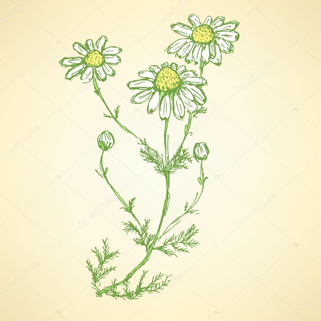 Daisy flower in sketch style