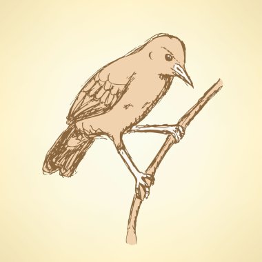 Sketch rufous hornero bird in vintage style clipart