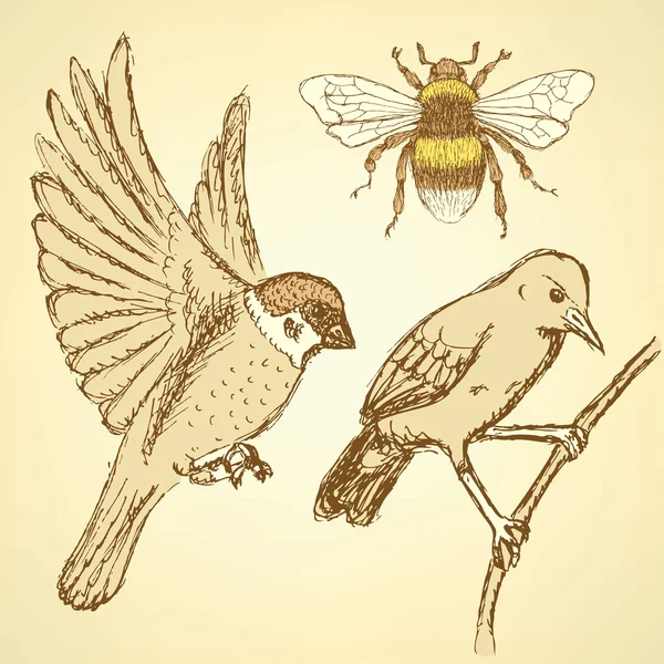 Bosquejo de aves y abejas en estilo vintage — Archivo Imágenes Vectoriales