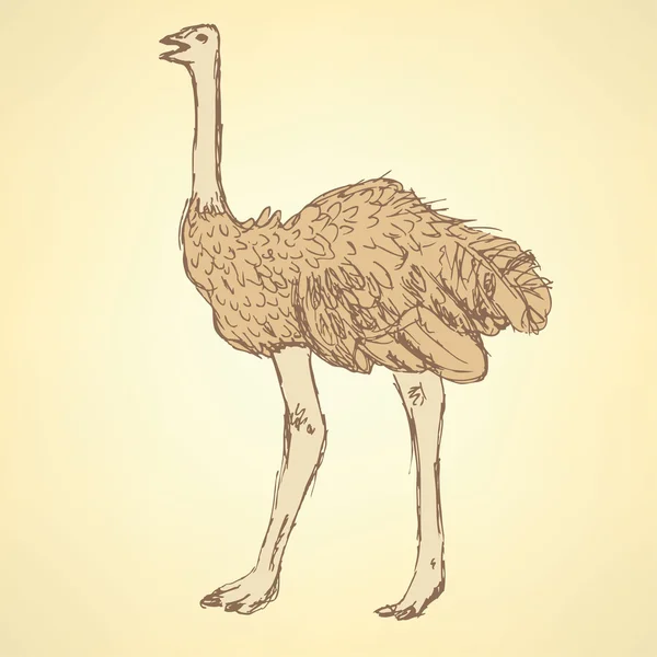 Sketch cute ostrich in vintage style — Stock Vector