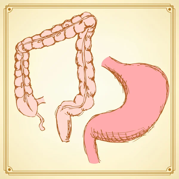 Ескіз шлунка і прямої кишки в вінтажному стилі — стоковий вектор