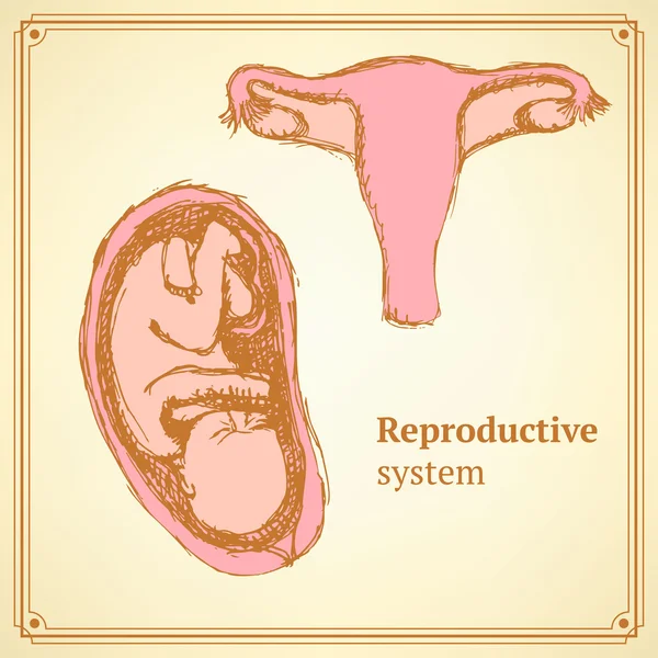 De reproductieve systeem schets in vintage stijl — Stockvector