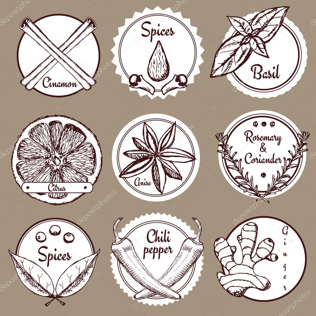 Sketch spices logotypes in vintage style, vector