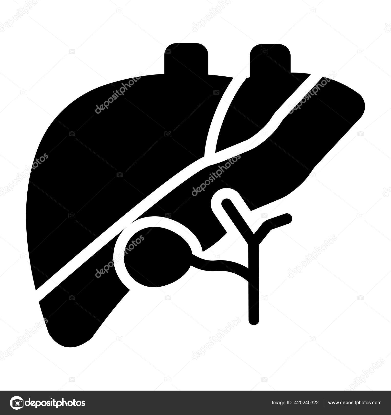 Human Blood Filter Organ Liver Icon Flat Style Stock Vector by