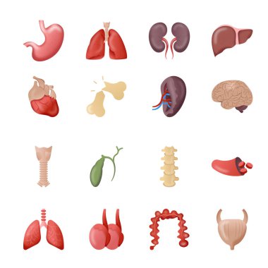 Farklı organlar ve tıbbi ikonlar. vektör